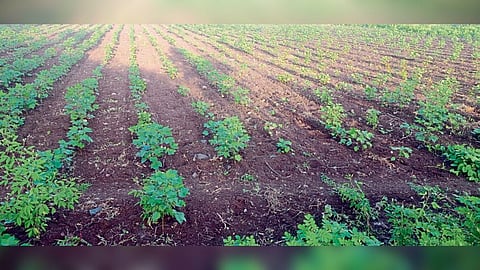 kharif crop damage farmer agriculture loss