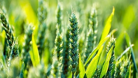 Nanded sub divisional agriculture officer posts due vacancies