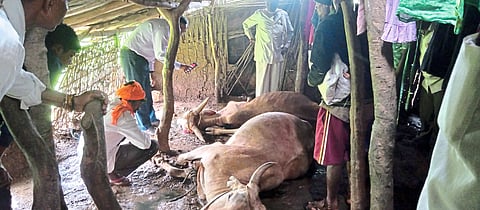 Bulls died on the eve of Pola festival.
