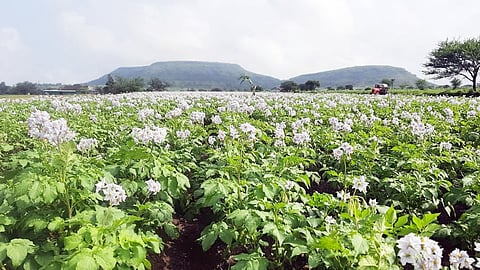Potato Crop