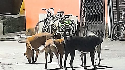 Stray dogs standing on the road in rocky areas.