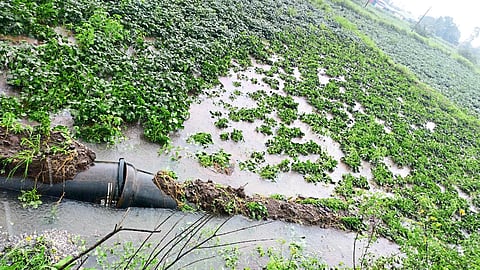 Water accumulated in fields due to dislodgement of kadwa water channel.