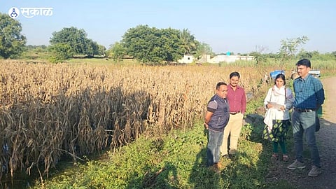 Solapur Heavy Rain Crop Damage