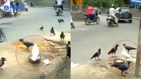 Viral video of white crow
