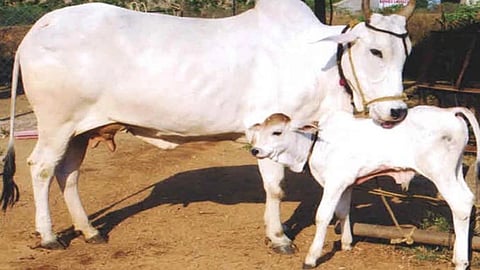 पशुवैद्यकीय दवाखान्यांच्या वेळेत बदल