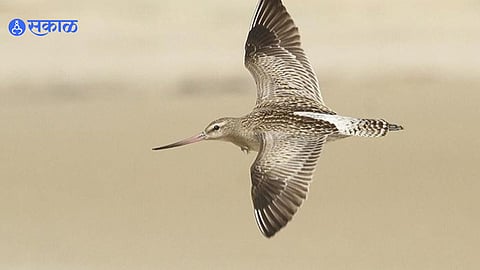 Bar-tailed Godwit Bird 