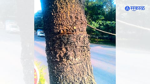 iron wire tied to trees