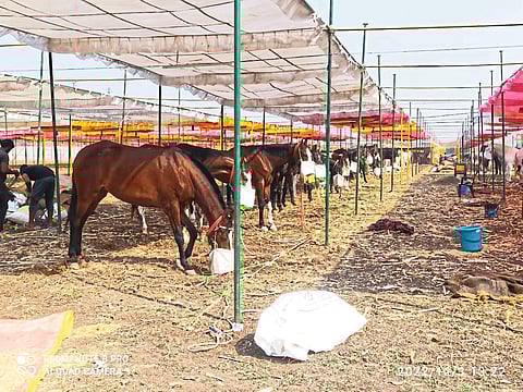 Sarangkheda (To. Shahada) : Horses entered in Yatra.