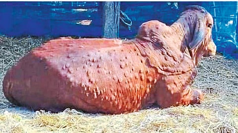 लसीकरणामुळे लंपी आटोक्यात