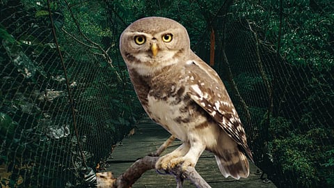 kishor rithe writes about What about other species tiger reserves animal protection