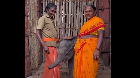The Elephants Whisperers fame Bomman and Bellie adopts another 4 months old orphaned baby elephant watch video  
