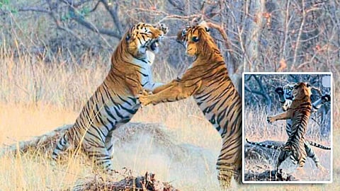 ताडोबा अंधारी व्याघ्र प्रकल्पातील ‘रुद्रा’ व ‘बलराम