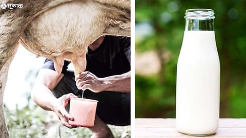 Raw Or Boiled Milk 