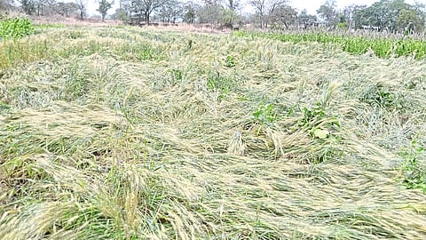 मावळात पावसाने
गहु, ज्वारीचे नुकसान