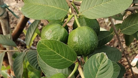 Solapur
