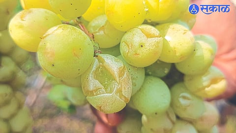 Damaged beads and bent garden in Balasaheb Aher's vineyard.