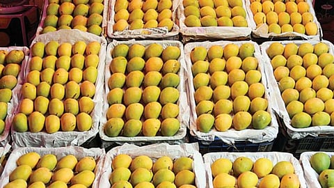 Karnataka Mango Alphonso