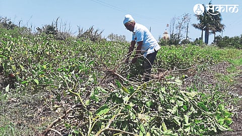 Gallion variety of brinjal plants uprooted by farmer Sunil Gawli and thrown away.