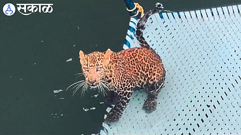 A leopard lying in a well.
