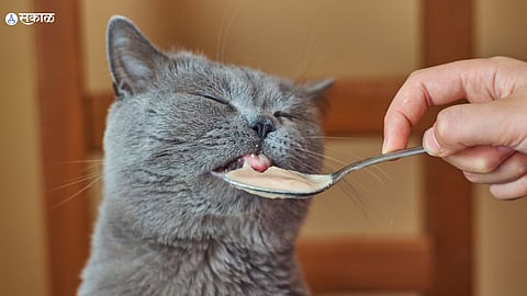 Pet Cat Food
