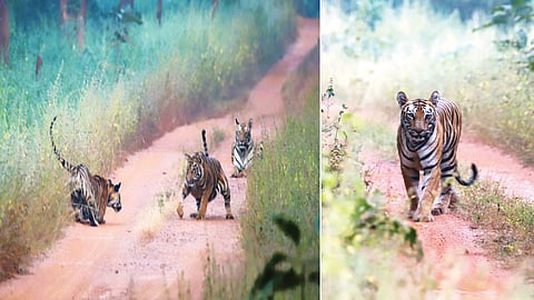 tadoba sanctuary tiger sanjay karkare filmmakers with high tech cameras