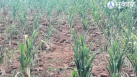 Kharif Crop Survey : रावेर तालुक्यात खरिपाचे होणार सर्वेक्षण; केळी, कपाशीची वाढ खुंटली