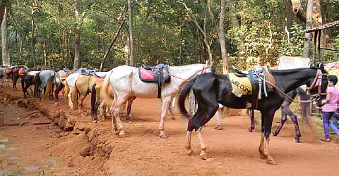 VIjayadashmi: अश्वमालकांकडून पोशिंद्याला दसऱ्याचा मान, माथेरानमध्ये विजयादशमीला आगळेवेगळे महत्त्व