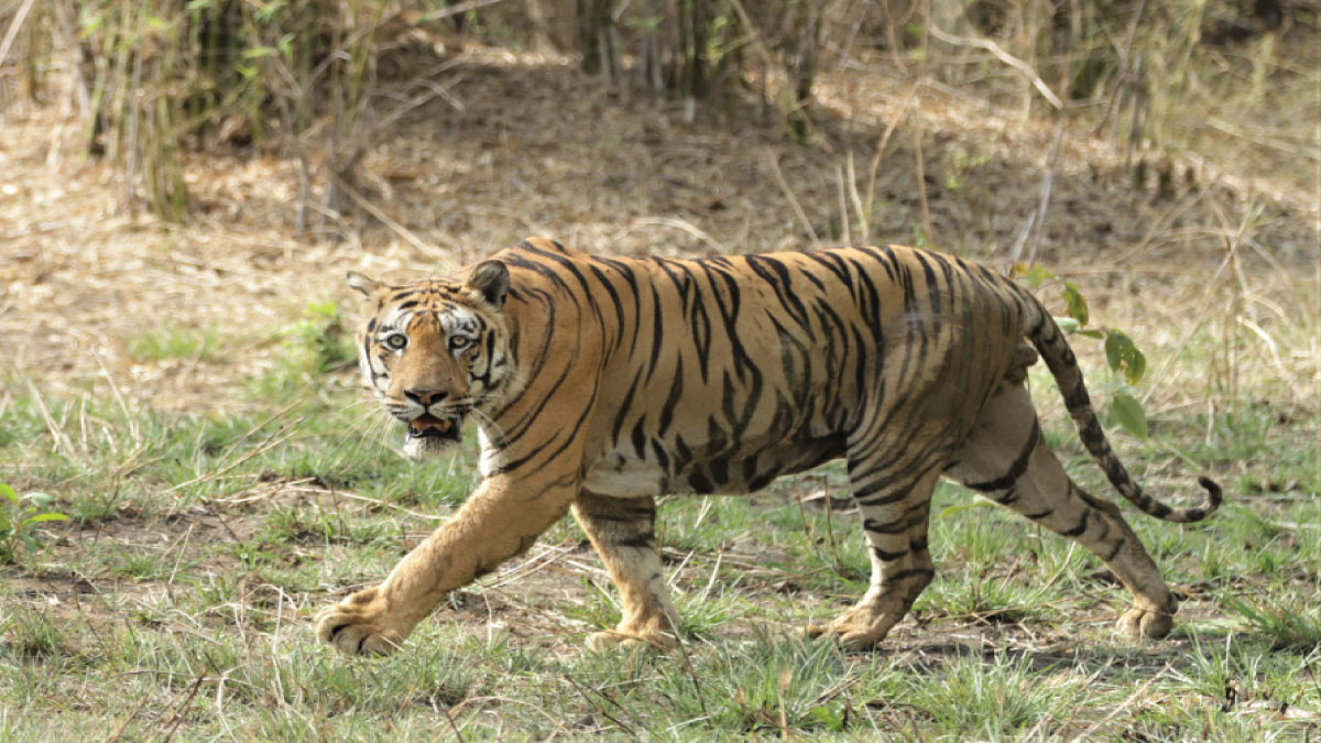 sanctuary animal care ambeutara tiger forest department