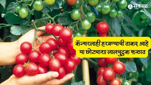 Cherry Tomato Benefits