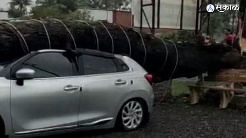 50-feet tall tree fell manchar damaging three vehicles pune marathi news