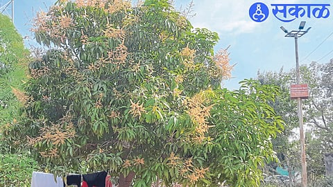 A blooming mango tree.