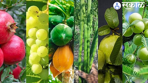 Pomegranate, grapes, papaya, shevga, guava, amla