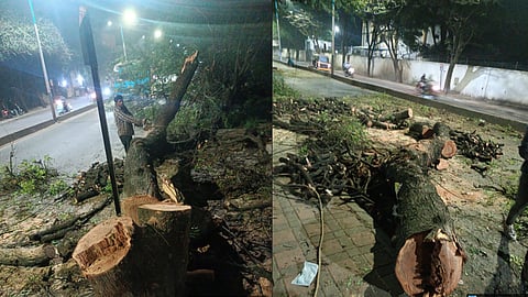 Tree Cutting in Koregaon Park