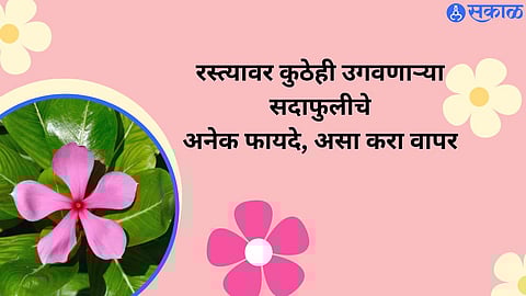 Periwinkle Health Benefits 