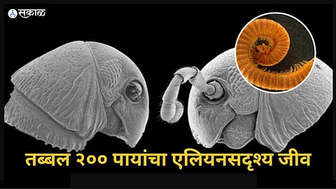 Tanzania Alien-Like Creature