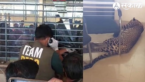 A rescue team of the forest department decontaminates a leopard with a blow pipe at the Sai Celebration Lance office.