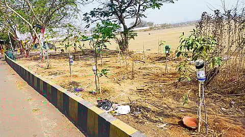 बाटली कंटेनरमधून रोपट्यांसाठी पाण्याची सोय