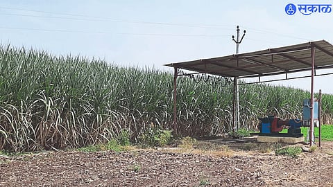 Sugarcane available for further sieving in Shiwar