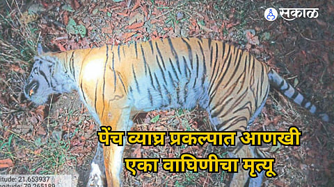 पेंच प्रकल्पात वाघिणीचा मृत्यू, राज्याने पाच दिवसांत तीन वाघ गमावल्याने हळहळ