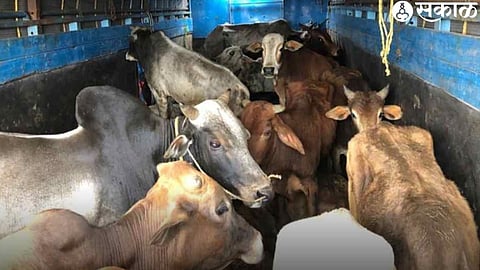 Atke Tappa: Police rescue 10 cows from illegal transport; two suspects detained on the spot.