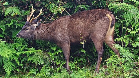 Sambar