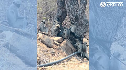 A herd of monkeys quenching their thirst on water drawn from a cowherd in a forest area.