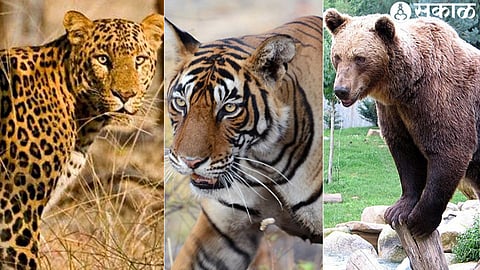 Leopard, tiger, bear