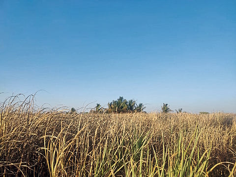 तळेगाव ढमढेरेत दीड एकर उसाला आग