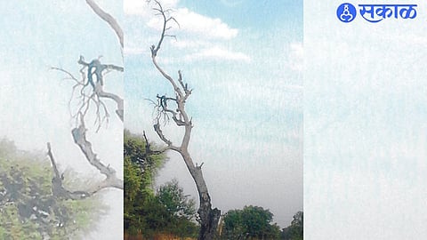 People of Mahavitaran doing pre-monsoon maintenance and repair work in the city.