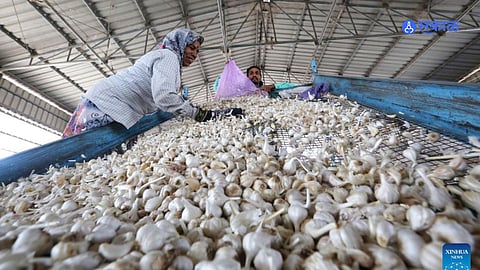 Navi Mumbai: लसणाचे दर २०० पार, आवक कमी असल्‍याने भाववाढ 