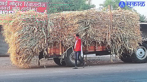 Farmers in Daregaon Nimon area of ​​Chandwad carrying sugarcane fodder for their animals