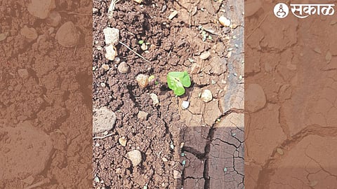 destroyed cotton buds
