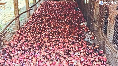 An onion kept in a storage in the hope of getting a price.