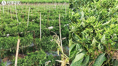 Incidence of downy mildew on pepper despite spraying with drugs.